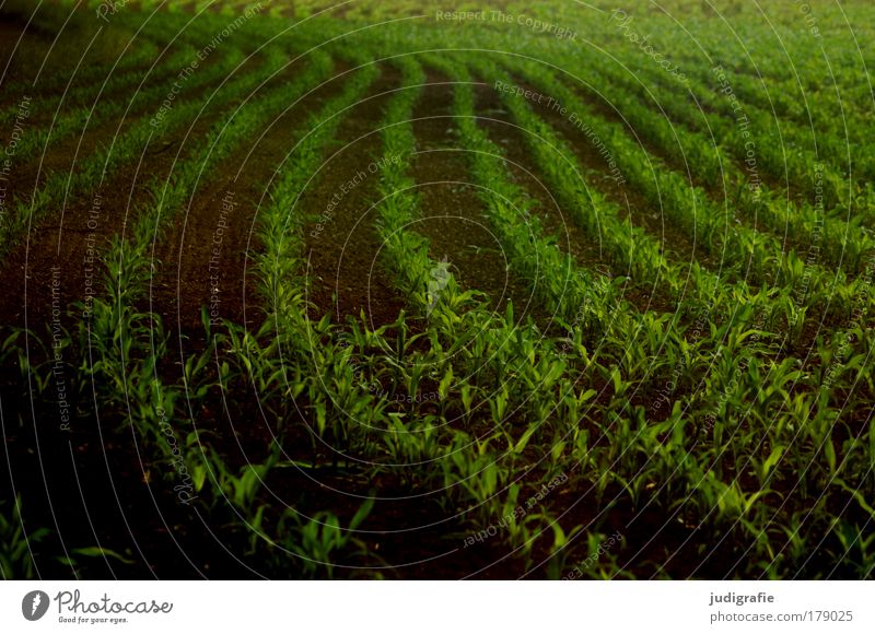 acre Colour photo Exterior shot Day Food Plant Agricultural crop Field Growth Dark Green Arrangement Agriculture Maize Country life Row Swing Curve Harvest