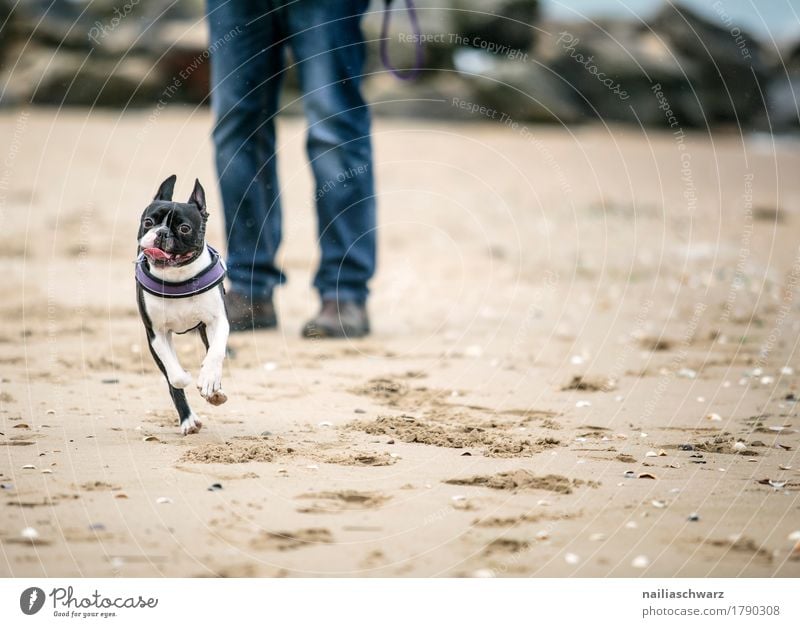 Boston Terrier on the beach Joy Beach Body Legs Sand Coast Lakeside Animal Pet Animal face 1 Swimming & Bathing Relaxation To enjoy Walking Running Playing Jump