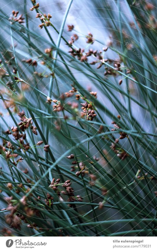 halma Colour photo Exterior shot Structures and shapes Deserted Twilight Shallow depth of field Nature Summer Gale Plant Grass Bushes Foliage plant Park