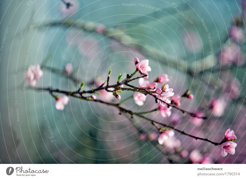 Cherry tree in spring Nature Plant Spring Tree Blossom Agricultural crop Fruit trees Twig Branch Garden Park Meadow Blossoming Fragrance Jump Growth Simple