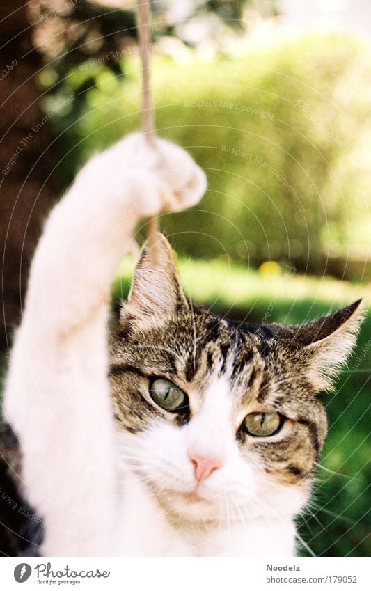 Cat Hangover Colour photo Exterior shot Day Animal portrait Looking into the camera Pet Animal face Paw 1 Catch To hold on Brash Brown Yellow Green Black White