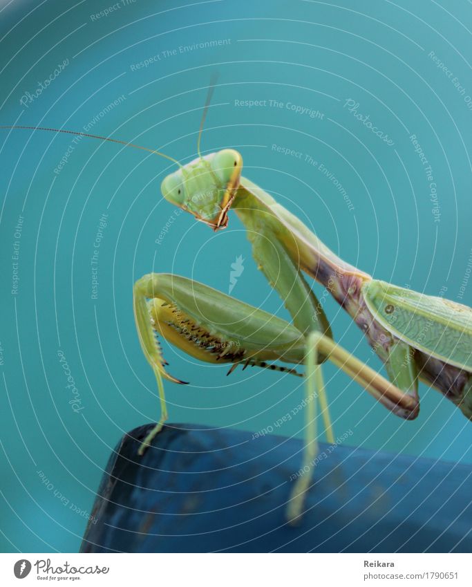 View of the praying mantis Animal Wild animal Animal face Praying mantis Insect Observe Touch Movement Crawl Athletic Exceptional Threat Elegant Success Exotic