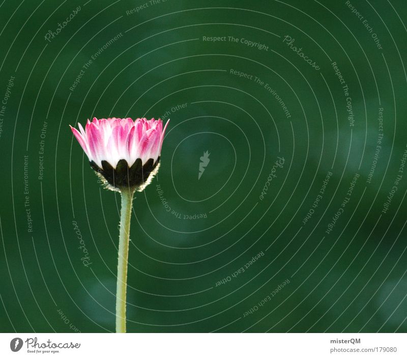 Stand alone. Colour photo Multicoloured Exterior shot Close-up Detail Macro (Extreme close-up) Pattern Deserted Copy Space right Copy Space top