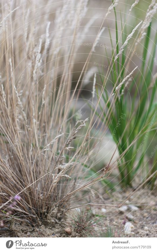 grass whispering Colour photo Exterior shot Detail Environment Nature Plant Earth Sand Drought Grass Foliage plant Garden Meadow Field Dry Grass blossom