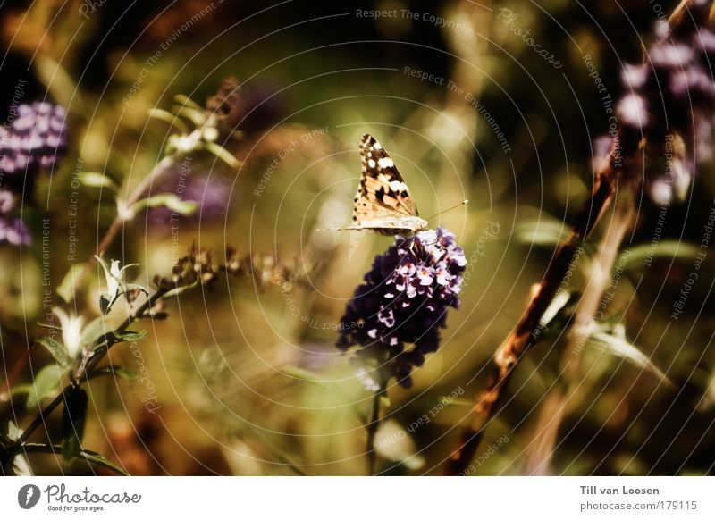 Sweet Butterfly Colour photo Copy Space left Copy Space right Day Sunlight Animal portrait Nature Landscape Summer Plant Wing 1 Flying Yellow Green Violet