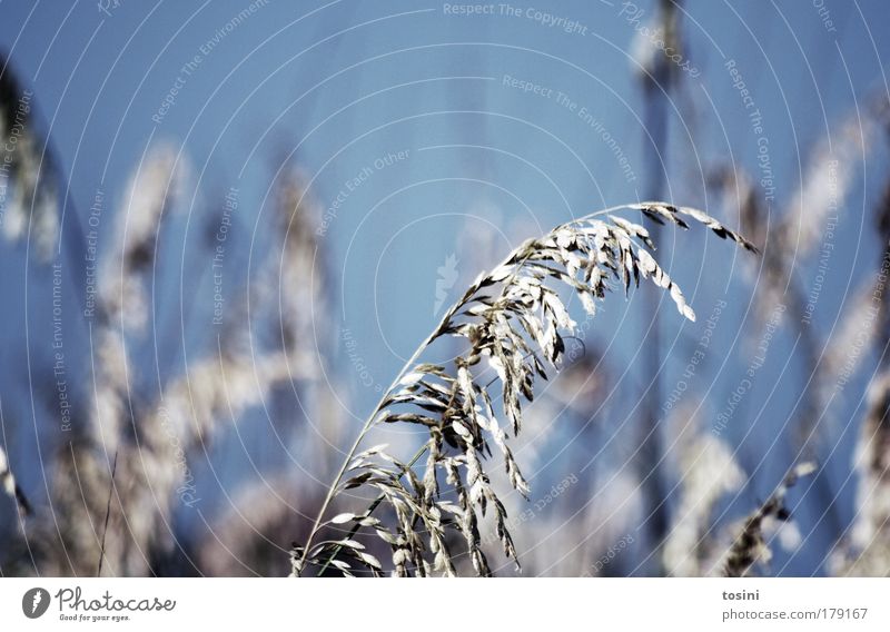 HaLM Colour photo Exterior shot Detail Deserted Copy Space left Copy Space top Day Blur Shallow depth of field Environment Nature Plant Sky Grass Bushes