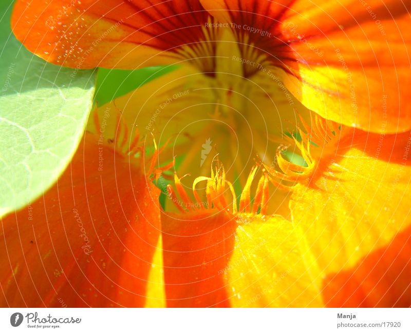 Capuchin Flower Blossom Green Orange Sun