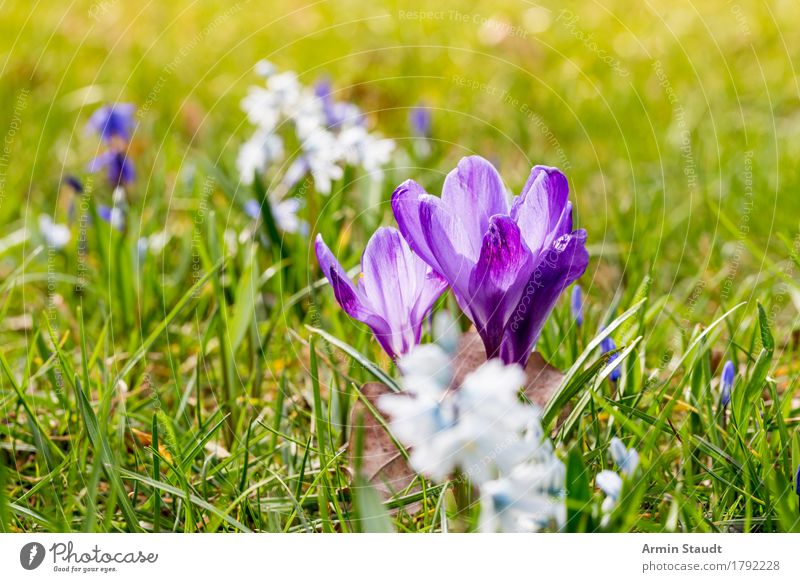 spring Lifestyle Harmonious Easter Nature Plant Spring Flower Grass Meadow Blossoming Growth Friendliness Fresh Positive Juicy Green Moody