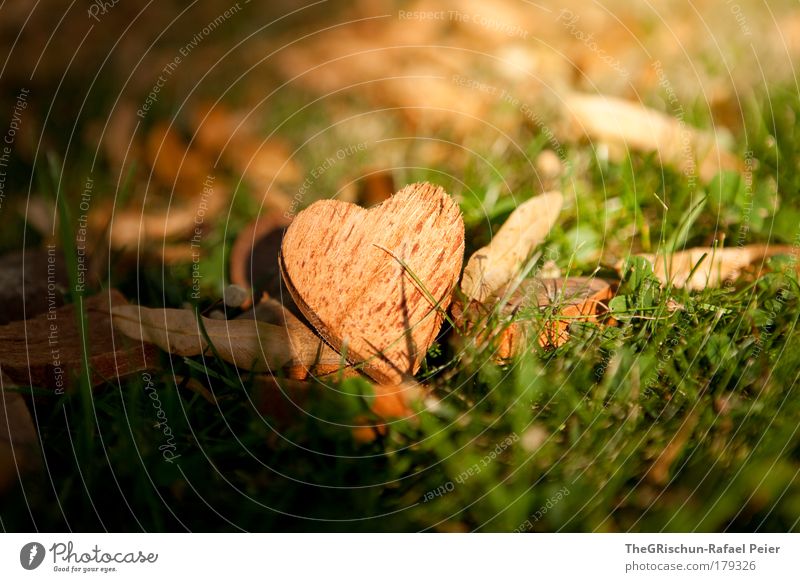 My heart will go on Colour photo Exterior shot Morning Dawn Shadow Contrast Sunlight Sunbeam Mountain Environment Nature Wood Esthetic Cool (slang) Authentic