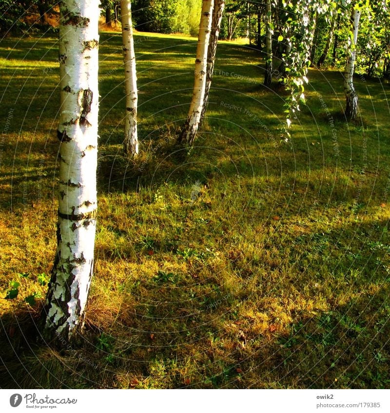 september Colour photo Multicoloured Exterior shot Detail Deserted Copy Space right Copy Space bottom Day Evening Light Shadow Contrast