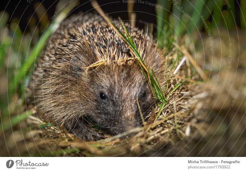 Young hedgehog Nature Animal Plant Grass Meadow Wild animal Animal face Claw Paw Hedgehog Spine 1 Baby animal Observe Looking Small Near Natural Cute Point