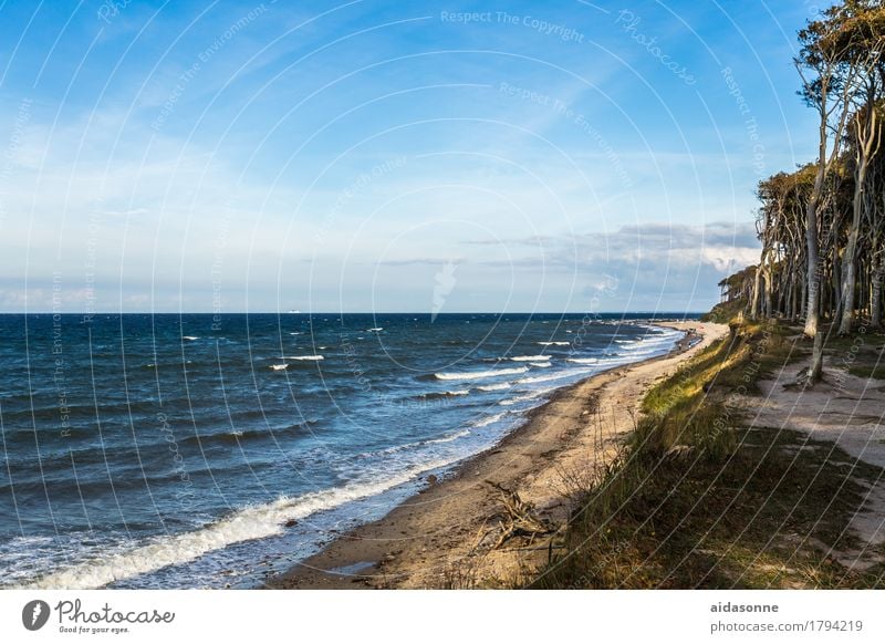 beach Landscape Water Sky Beautiful weather Forest Waves Coast Beach Baltic Sea Nienhagen German Europe Fishing village Small Town Tourist Attraction Attentive