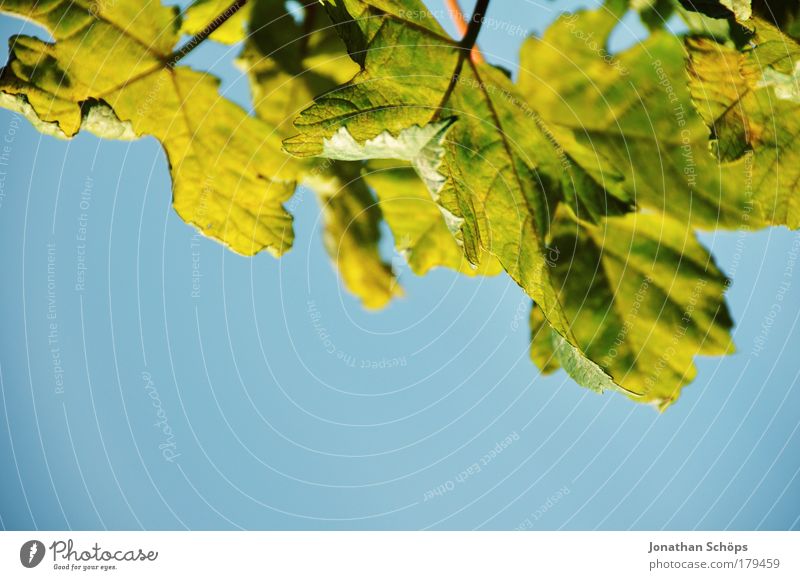 green/blue Environment Nature Beautiful weather Leaf Foliage plant Blue Green Leaf green Leaf filament Divided Detail Near Perspective Thread Vessel