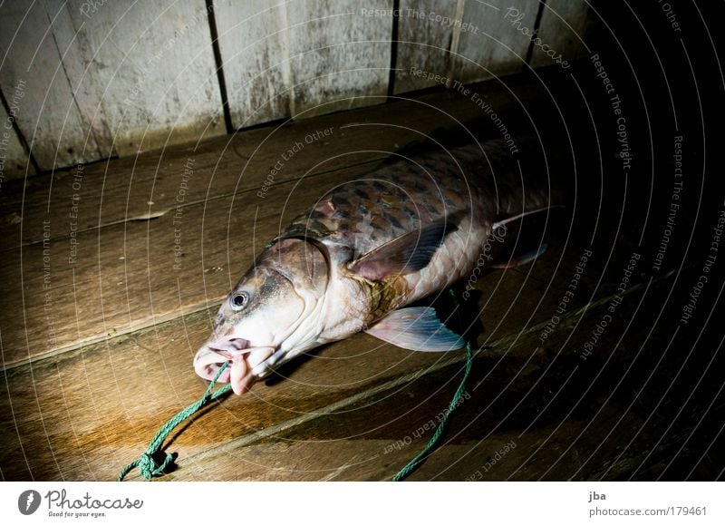 Japan Colour photo Flash photo Shadow Contrast Food Fish Nutrition Dinner Banquet Fishing (Angle) Vacation & Travel Far-off places Expedition Summer vacation