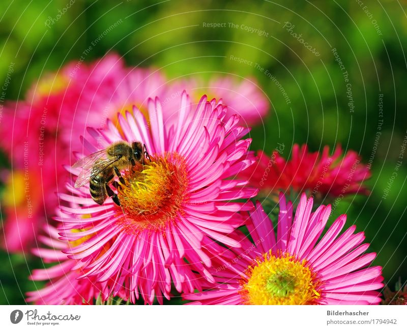 Bee on pink aster Honey bee Aster Brilliant Insect Flying insect Blossom Flower Autumn leaves Flowering plants Daisy Family Pink Blossom leave Pollen Nectar