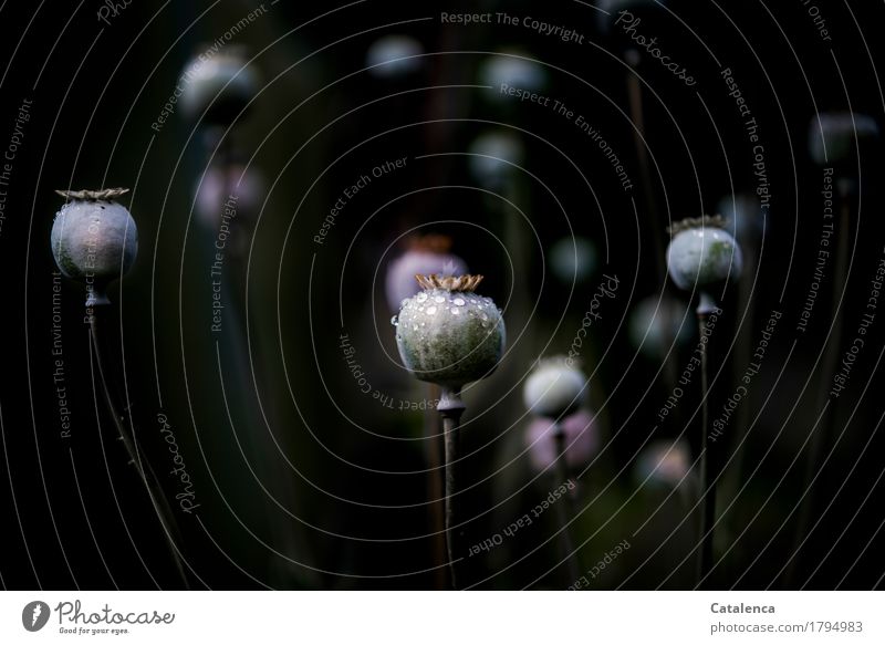 Poppy seed capsules in the dark Nature Plant Drops of water Autumn Wild plant Poppy capsule Garden Old Glittering To dry up Esthetic Wet Brown Violet Pink Black