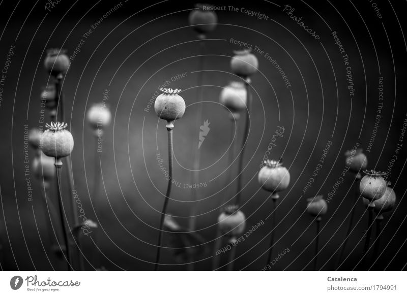 time capsules Plant Poppy Poppy capsule Garden Faded To dry up Esthetic Gray Black White Moody Success Design Past Future poppy seed capsules