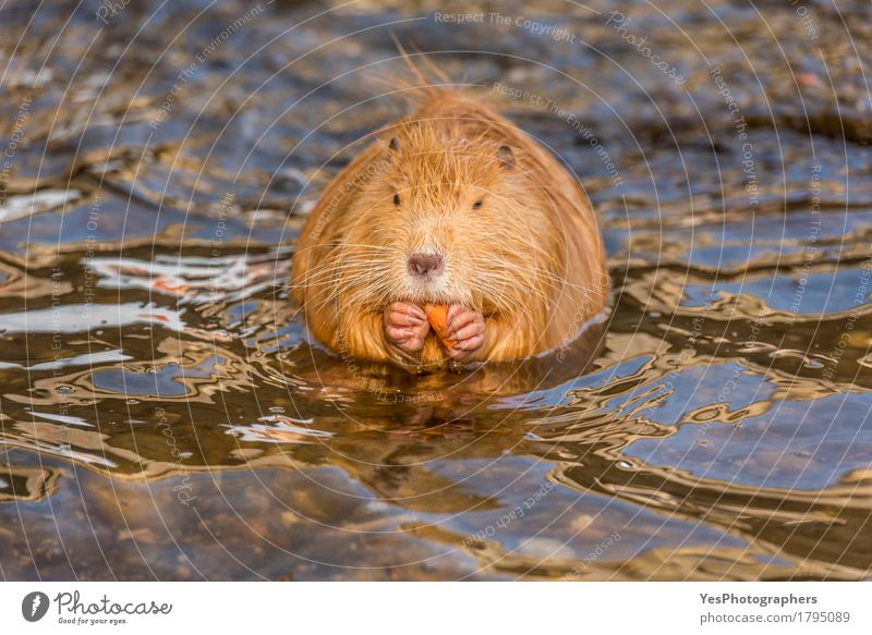 Frontal close up with a Coypu eating Animal Wild animal Animal face 1 Think Eating Feeding Friendliness Funny Wet Cute Orange Body And Form Europe animals