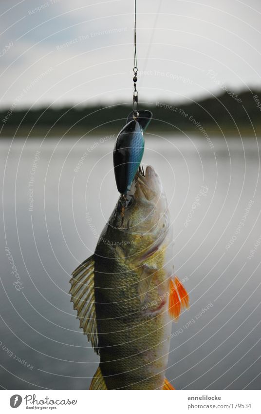 hung along - caught along Colour photo Exterior shot Morning Dawn Evening Shallow depth of field Long shot Nutrition Organic produce Leisure and hobbies