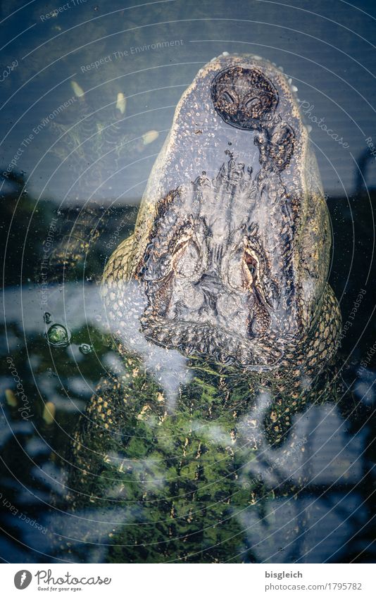 Crocodile I Water Animal 1 Lie Blue Green Indifferent Comfortable Observe Colour photo Subdued colour Deserted Animal portrait