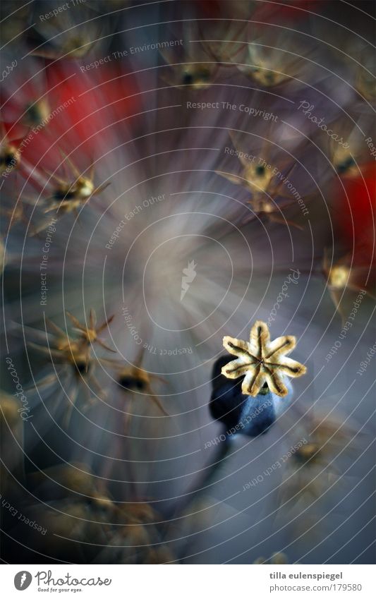 Is today Monday? Colour photo Interior shot Experimental Pattern Structures and shapes Copy Space top Shallow depth of field Plant Autumn Flower Bouquet Old