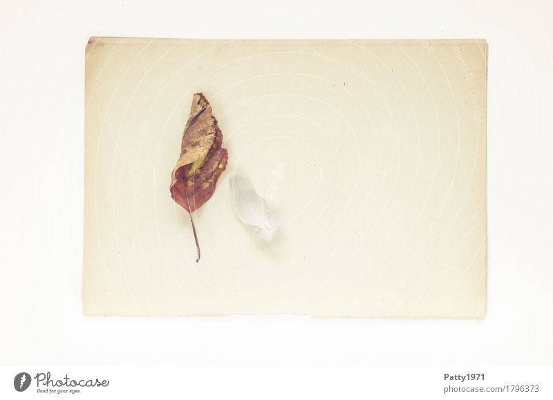 lightness Nature Plant Leaf Feather Paper Piece of paper Still Life Herbarium Old Bright Dry Soft Brown Calm Ease Nostalgia Decline Transience Change Time Limp