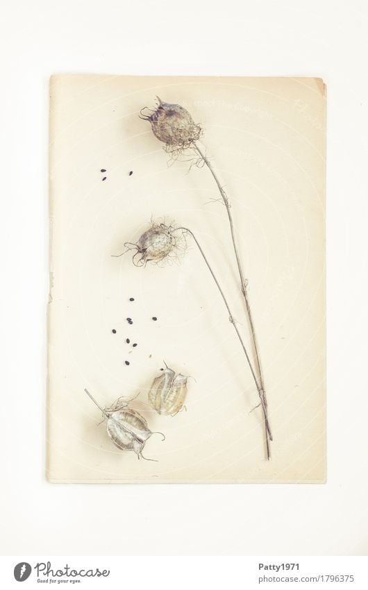 poppy Nature Plant Poppy Poppy capsule Seed Paper Piece of paper Herbarium Still Life Old Bright Retro Dry Brown Calm Nostalgia Decline Transience Change Time