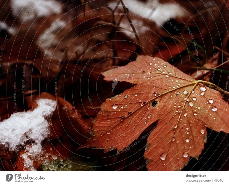 autumn type Colour photo Close-up Detail Deserted Copy Space left Copy Space top Shallow depth of field Nature Plant Water Drops of water Autumn Ice Frost Snow