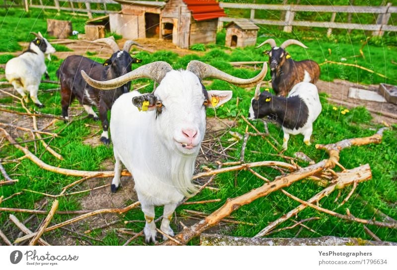 Long horned goat squad Beautiful Garden Nature Animal Spring Summer Farm animal Group of animals Herd Friendliness Funny Green amusing Domestic domesticated