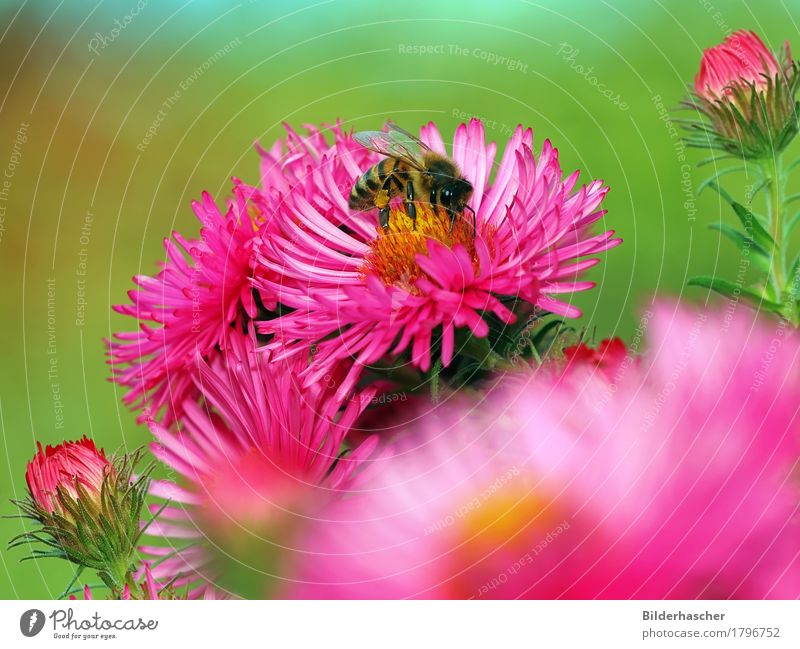 Pink Asters with Bee Honey bee Brilliant Insect Flying insect Blossom Flower Summerflower Flowering plants Daisy Family Bouquet Blossom leave Pollen Nectar Bud