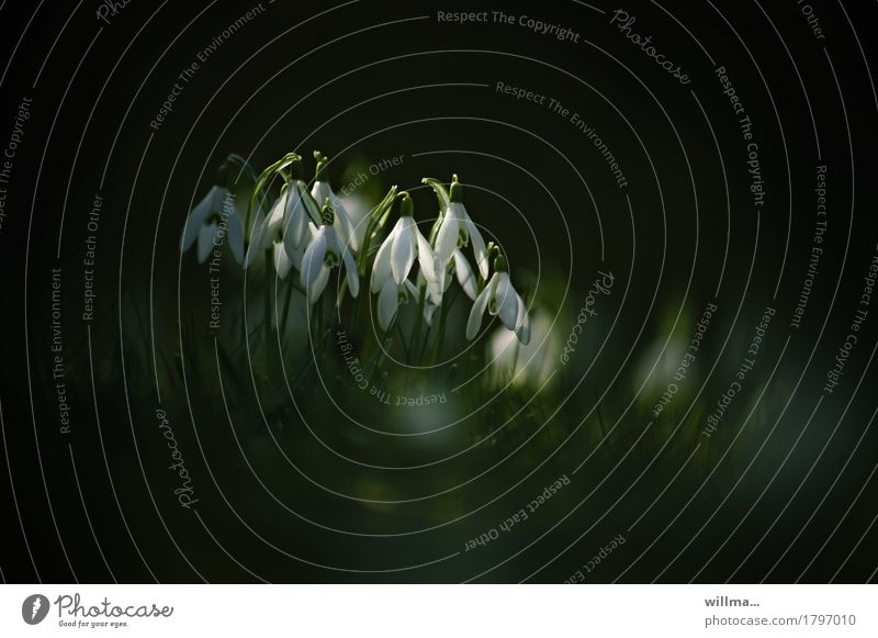 snowdrops Snowdrop Spring Spring flowering plant Delicate Nature Copy Space Flower blossom spring