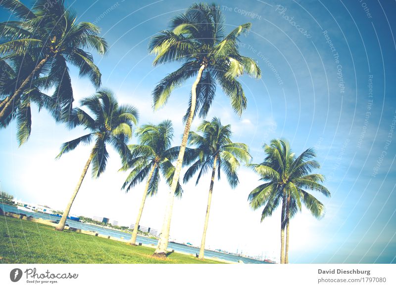 palm Vacation & Travel Tourism Trip Adventure Far-off places Summer Summer vacation Sun Beach Ocean Island Landscape Cloudless sky Beautiful weather Plant Tree