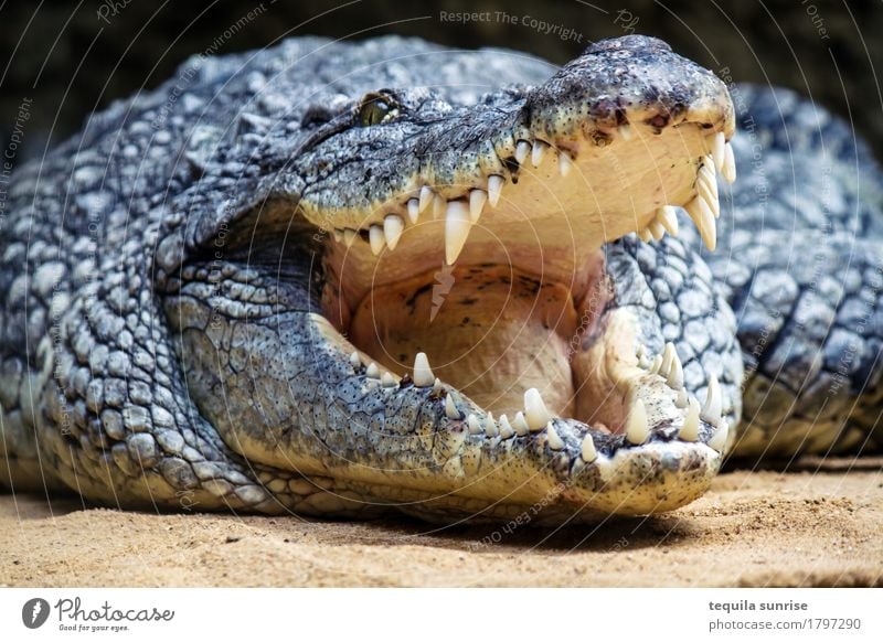 Croco III Animal Wild animal Zoo Crocodile Alligator Muzzle Set of teeth Show your teeth 1 Laughter To feed Yawn palate Scales Colour photo Animal portrait