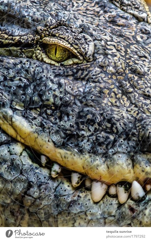 Croco I Animal Wild animal Zoo Reptiles Crocodile Alligator Caiman 1 Eyes Set of teeth To feed Smiling Laughter Evil Expectation Colour photo Subdued colour