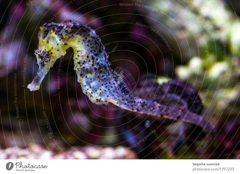 seahorses Seahorse Fish Multicoloured Dive Ocean Reef Coral reef Colour photo Detail Macro (Extreme close-up) Animal portrait Full-length