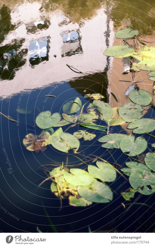 upside down Colour photo Exterior shot Experimental Pattern Deserted Copy Space bottom Day Reflection Blur Nature Summer Beautiful weather Plant Leaf River bank