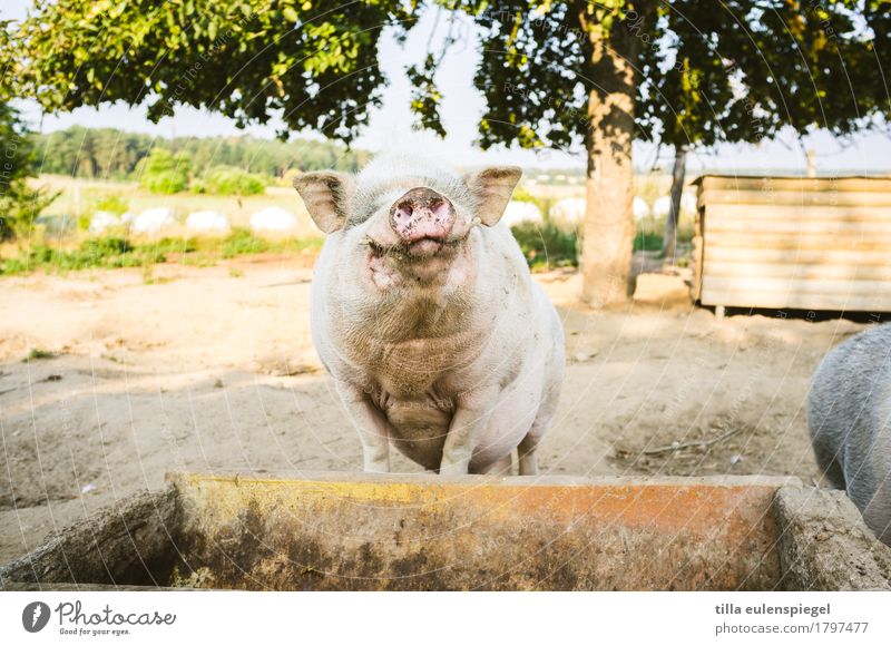sniffer pig Summer Tree Animal Swine Pot-bellied pig 1 Breathe Looking Stand Wait Dirty Friendliness Curiosity Expectation Feed Feeding area Trough