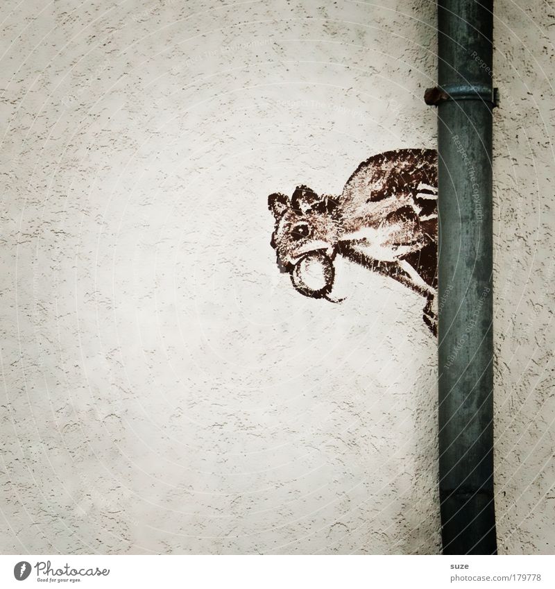 chaffinch Wall (barrier) Wall (building) Facade Animal Wild animal Squirrel Rodent 1 Sign Graffiti Funny Cute Brown Gray White Drawing Mural painting Street art