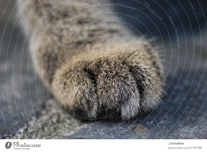 On quiet paws Colour photo Exterior shot Close-up Detail Deserted Day Light Central perspective Long shot Downward Animal Pet Cat Claw Paw 1 Utilize Observe