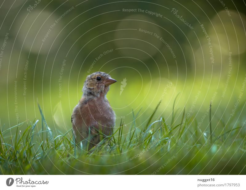 young chaffinch Nature Animal Sunlight Summer Beautiful weather Grass Garden Park Meadow Wild animal Bird Animal face Wing Chaffinch 1 Baby animal Sit Esthetic