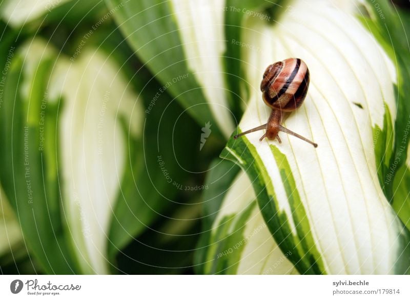 snail child Nature Plant Animal Leaf Wild animal Snail Small Cute Brown Yellow Green Slowly Movement Crawl Stripe Cautious Delicate Fragile Colour photo