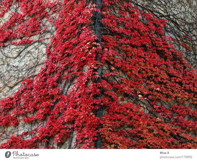 At the red corner Colour photo Exterior shot Deserted Copy Space left Copy Space right Day Vacation & Travel Trip Nature Autumn Plant Bushes Leaf Foliage plant