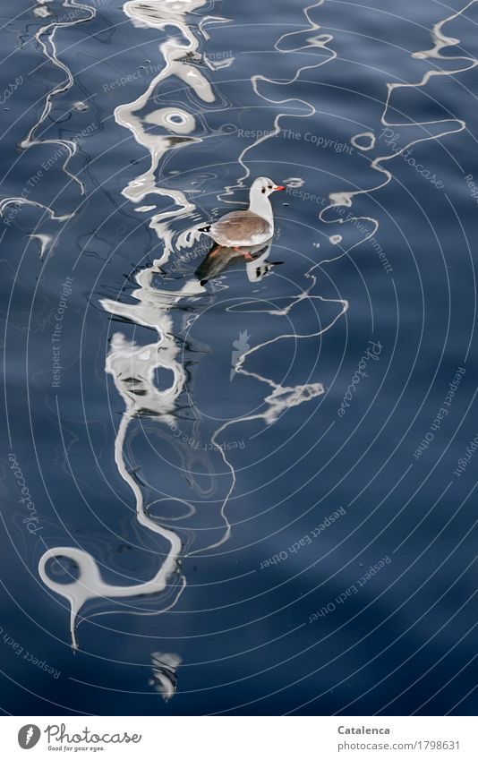 Möwe schwimmt durch die Spiegelung im Wasser Vacation & Travel Swimming & Bathing Water Summer North Sea Ocean Animal Bird Seagull 1 Observe Flying Esthetic