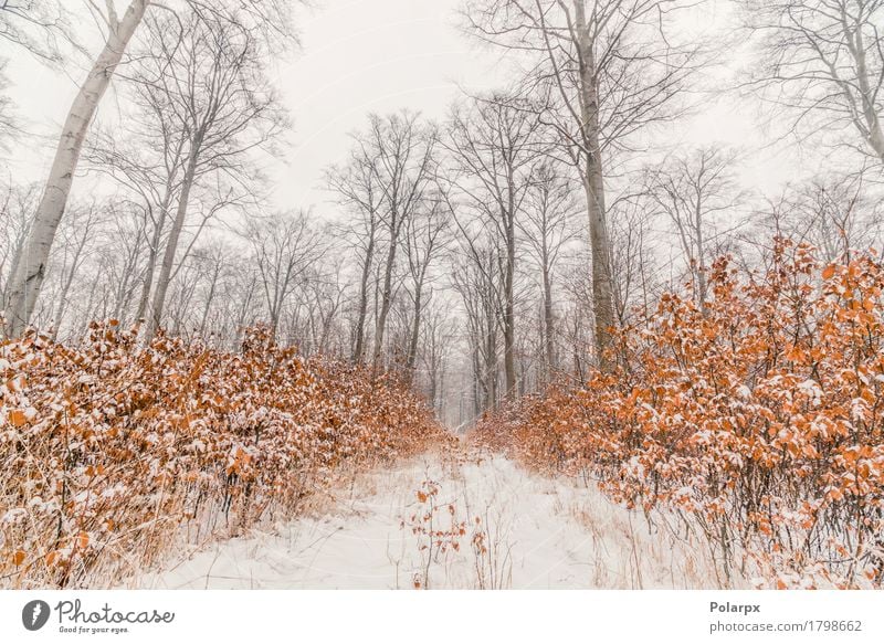 Beech trees covered with snow in a forest Beautiful Winter Snow Environment Nature Landscape Sky Weather Fog Tree Grass Forest Cool (slang) Gray White