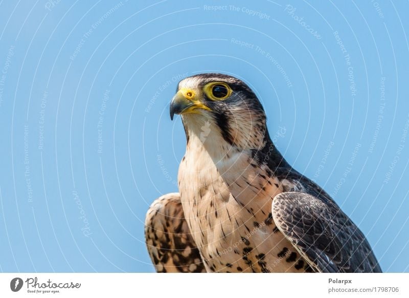 Kestrel falcon with yellow beak Beautiful Hunting Woman Adults Man Nature Animal Sky Bird Wing Observe Large Natural Wild Brown Colour wildlife Prey predator