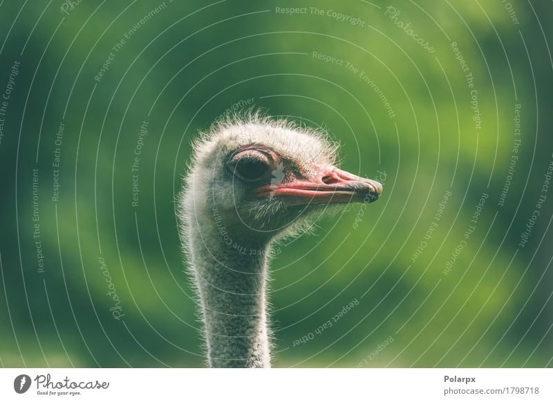 Ostrich headshot on green background Face Playing Vacation & Travel Safari Zoo Nature Plant Animal Grass Park Bird Large Long Natural Wild White Protection