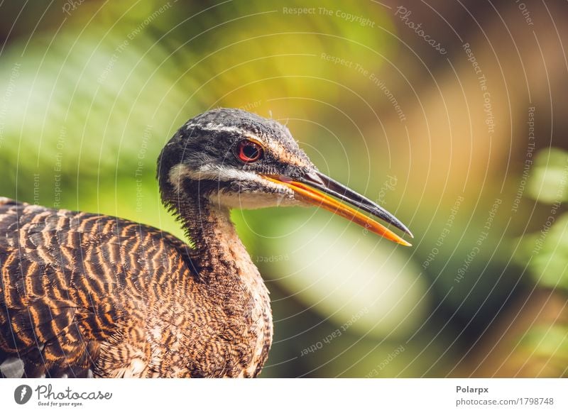 Close-up of a sunbittern bird in a colorful rainforest Beautiful Face Nature Animal Rain Leaf Forest Virgin forest Bird Feeding Stand Natural Wild wildlife