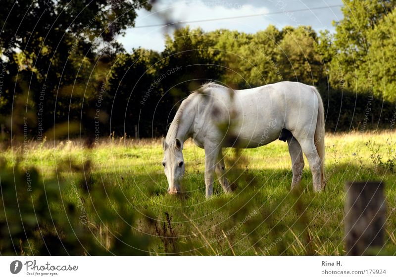 Just a horse Colour photo Exterior shot Day Sunlight Sunbeam Central perspective Nature Landscape Plant Animal Summer Meadow Horse 1 To feed Esthetic Authentic