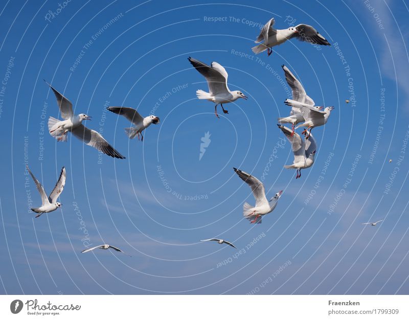 Seagulls fight for some bread Nature Animal Air Cloudless sky Summer Beautiful weather Bird Wing Flock Eating Fight Appetite Voracious eye feather feed food sea