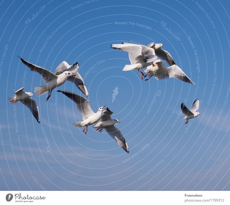 Seagulls fight for some bread Nature Animal Sky Bird Flock Argument Appetite Envy Aggression eye feather feed food sea Black-headed gull  white wing